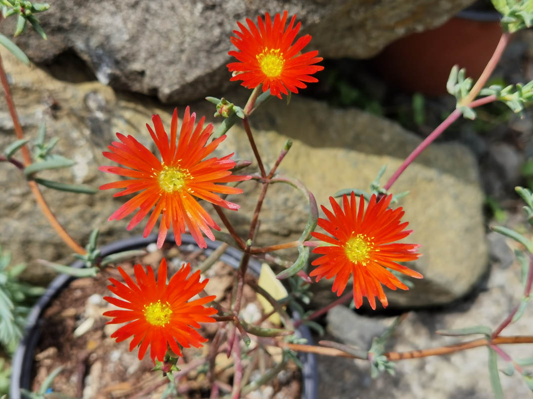 Delosperma cultivars & hybrides